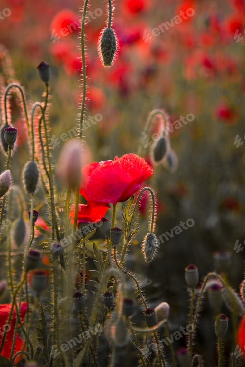 Preview: Field of poppies. Nature summer wild flowers. Red flower poppies plant. Buds of wildflowers. Poppy