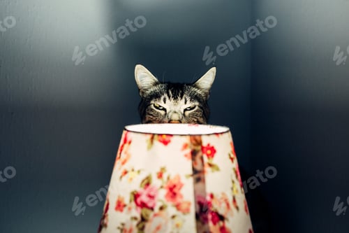Preview: Tabby cat hiding behind the lamp shade