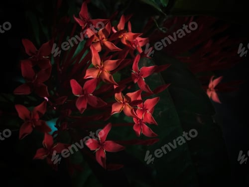 Preview: the flower in my office was really bright enough to shoot this one