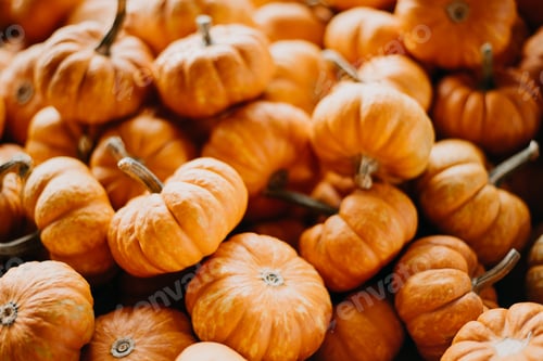 Preview: Background of mini orange pumpkins