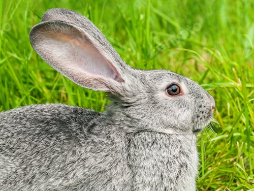 Preview: Rabbit sitting in grass, smiling at camera