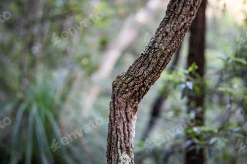 Tree Branch in Forest with Green Blurred Background