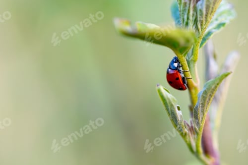 Preview: Ladybug on a Green Plant