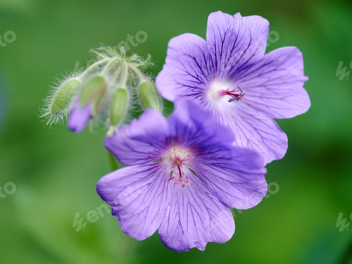 Preview: Blue Geranium