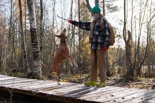 Preview: Woman pet owner training dog teaching bring wooden stick command walking in scandinavian forest.