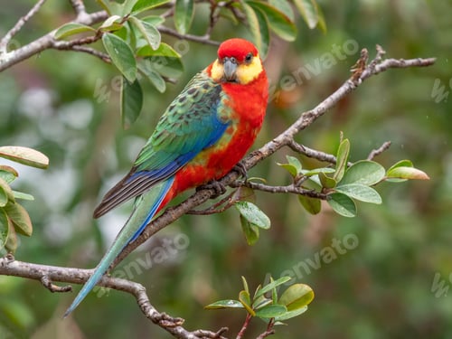 Preview: A Male Western Rosella in the Rain