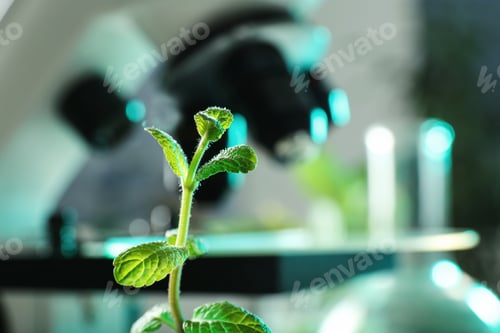 Preview: Green plant on blurred background, closeup with space for text. Biological chemistry