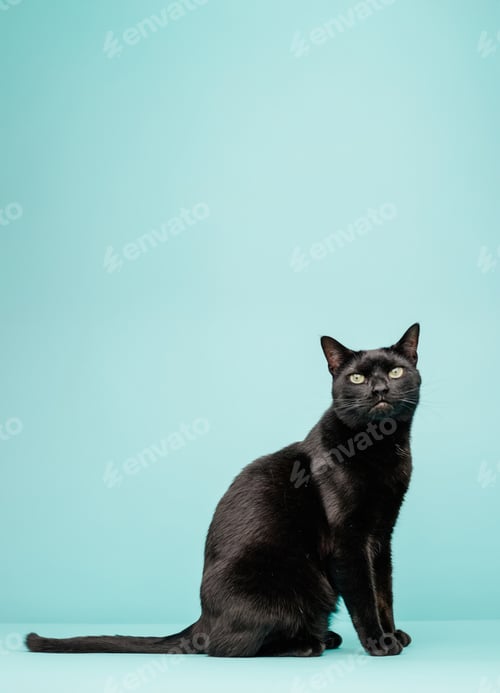 Preview: Black cat sitting and posing on light blue seamless background
