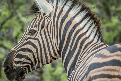 Preview: Side profile of a Zebra.