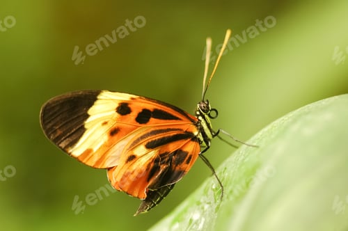 Preview: butterfly