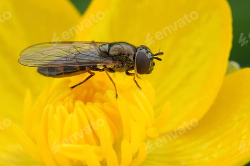 Preview: Closeup on a short melanostoma or Variable duskyface fly, Melanostoma mellinum on a yellow flower