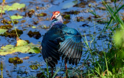 Preview: Grey-headed swamphen standing tall and plush feathers, looking over the wing,