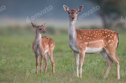 Preview: Doe and fawn fallow deer, dama dama, in autumn colors