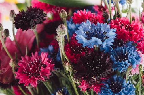 Preview: close-up view of beautiful colorful cornflowers, selective focus
