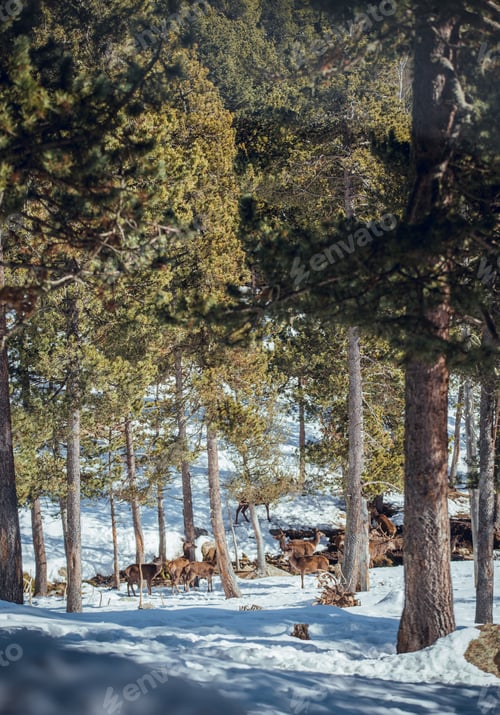 Preview: Noble deers near trees between snow