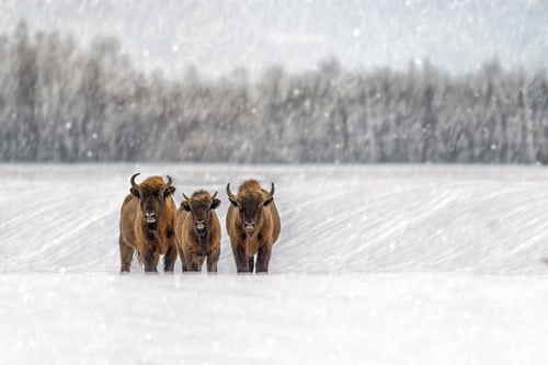 Preview: Winter snowstorm with three bison in a snowy landscape near a forest during a cold afternoon