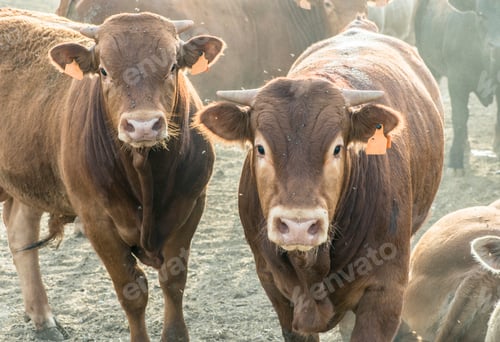 Preview: Calves in farm