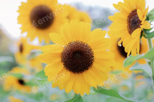 Preview: Sunflower with beautiful at sunrise