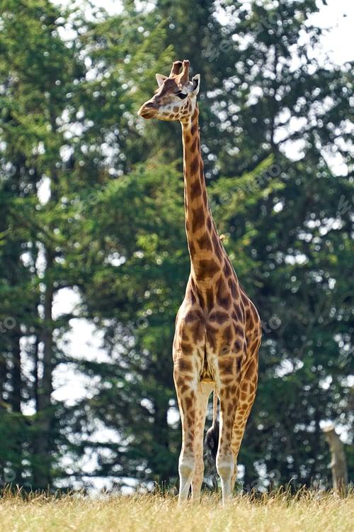 Preview: Rothschilds giraffe (Giraffa camelopardalis rothschildi)