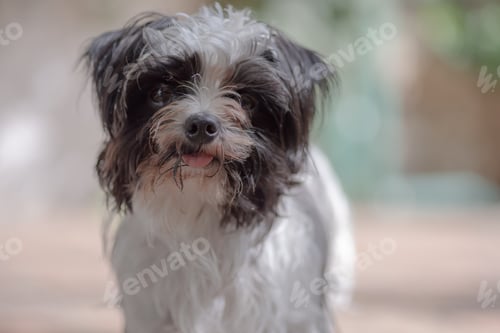 Preview: portrait