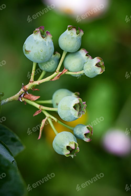 Preview: fresh green blueberries
