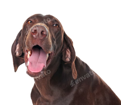 Preview: German Shorthaired Pointer dog on white background