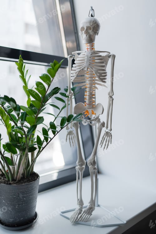 Preview: Model showing human skeleton anatomy for academic, medical, clinic, museum, and healthcare use