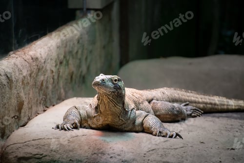 Preview: Big size iguana portrait from jungle