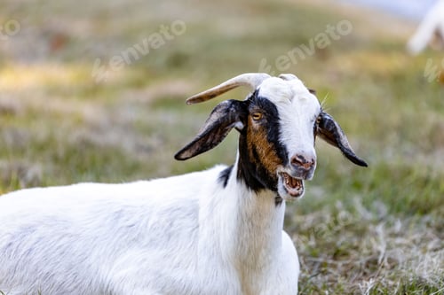 Preview: Portrait of a cute goat on the ground on a sunny day in the countryside