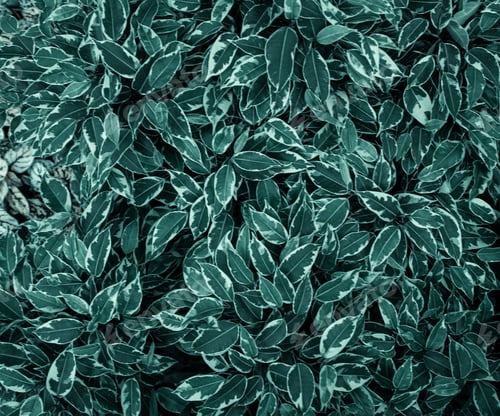 Preview: Background texture of natural leaves in dark green.