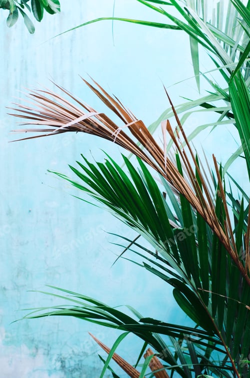 Preview: Summer greenery in Vietnam.