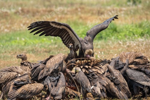 Preview: Closeup shot of Condors gathered in a heap