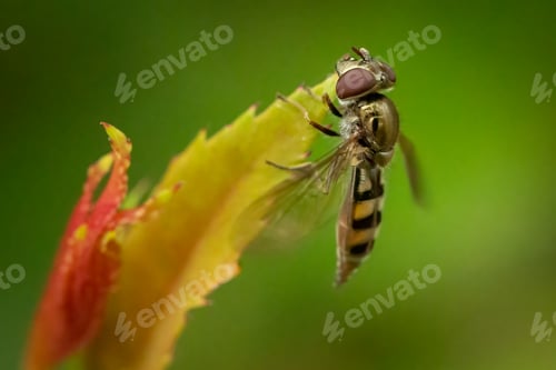 Preview: Meat Bee dangling from a leaf on a plant