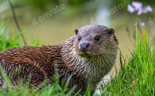 Preview: Cute otter (Lutrinae) resting outdoors on a blurry background