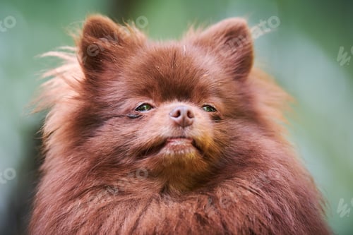 Preview: Pomeranian Spitz dog in garden, close up face portrait