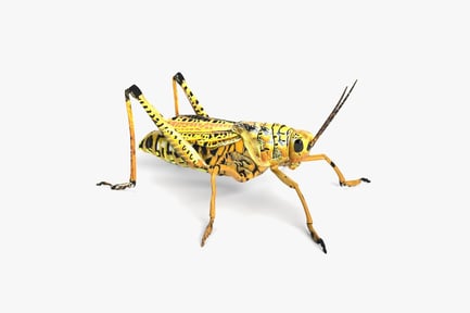 Preview: Vivid Locust: Field Grasshopper