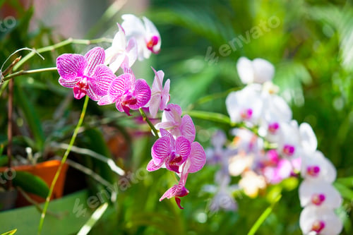 Preview: beautiful orchid flower