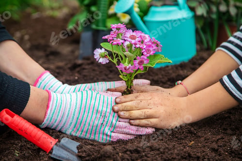 Preview: Plant flowers in the garden. Selective focus.