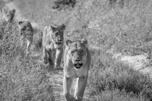 Preview: Lions walking towards the camera.