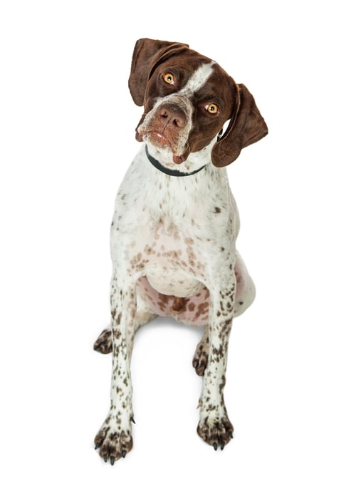 Preview: Attentive Shorthaired Pointer Dog Sitting on White