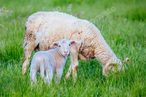 Preview: Family of Sheep in Australia