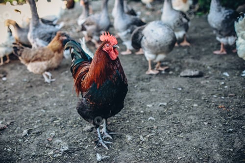 Preview: Closeup shot of a cock and a group of geese behind