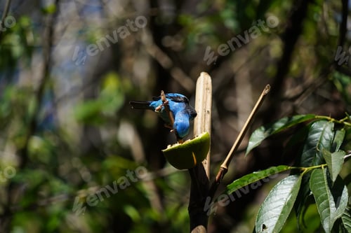 Preview: Blue bird Dacnis Cayana eating a lemon in nature