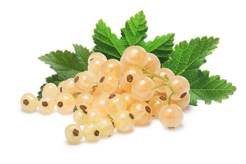 Preview: Whitecurrant bunch (Ribes Rubrum)