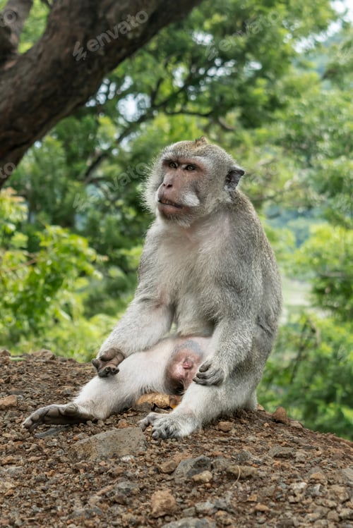 Preview: Wild monkey sitting quietly on the ground. Close-up