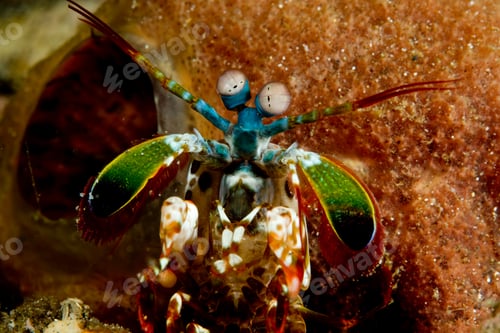 Preview: Close-up of Mantis Shrimp.