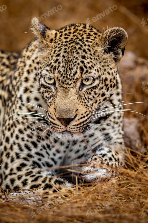 Preview: Close up of a female Leopard in the Kruger.