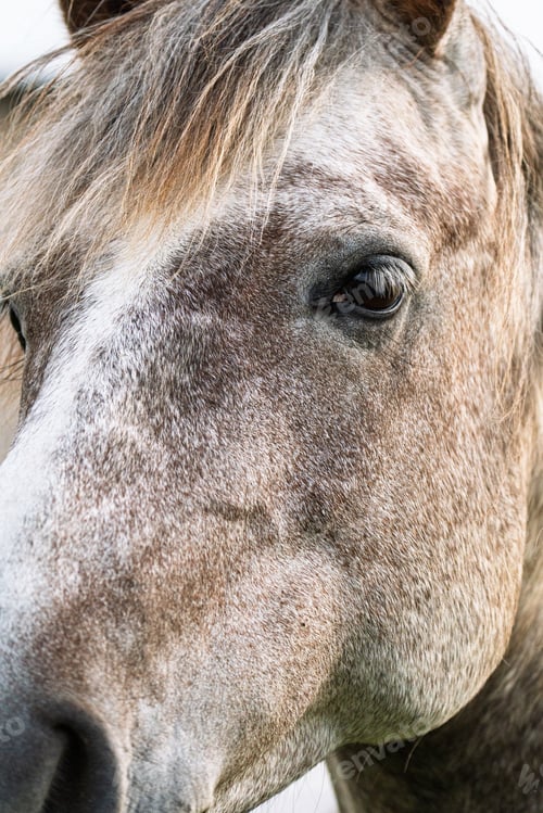 Preview: Portrait of Majestic Dapple Gray Horse with Striking Eye and Mottled Coat Detail, Animal Theme