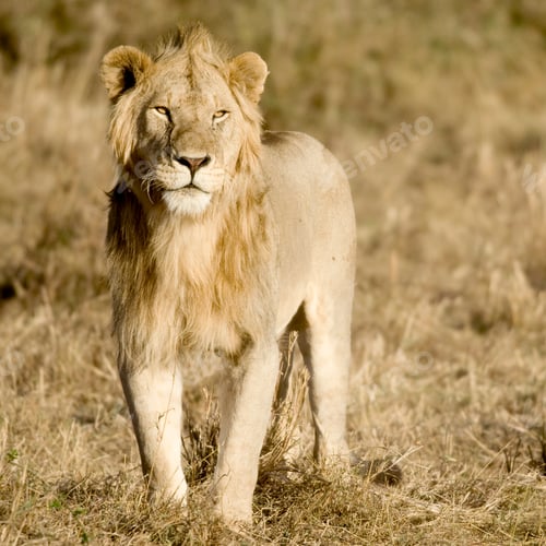 Preview: Lion Masai mara Kenya
