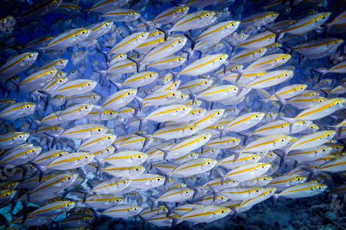 Preview: Underwater view of school of double-lined fusiliers (pterocaesio digramma), Lombok, Indonesia